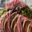 Angel Hair Dubai Croissant