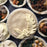 Plant-Based Vegan Pie (VG)