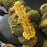 Sweet &  Savory Corn Meal Croissant