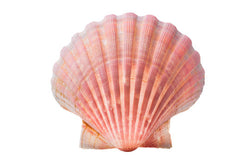Scallop