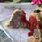 Tortiere Pie-rate Skull (Halloween Meat Loaf Pie)
