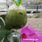 Matcha Green Tea Bubble Tea