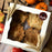 Thanksgiving Decorated Pie Medley Box
